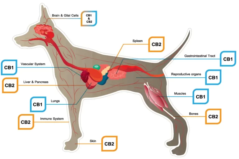 dog-chart-benefits-of-cbd